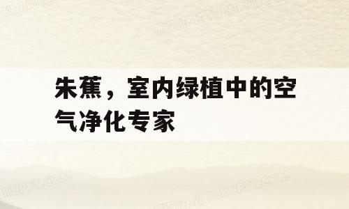 朱蕉，室内绿植中的空气净化专家