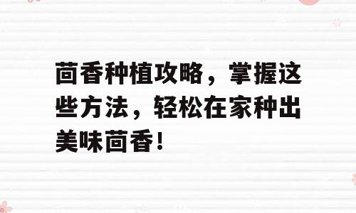 茴香种植攻略，掌握这些方法，轻松在家种出美味茴香！