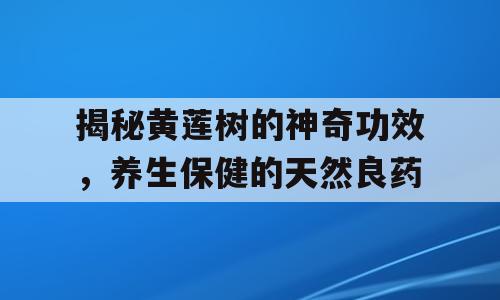 揭秘黄莲树的神奇功效，养生保健的天然良药