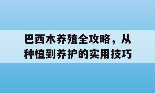 巴西木养殖全攻略，从种植到养护的实用技巧