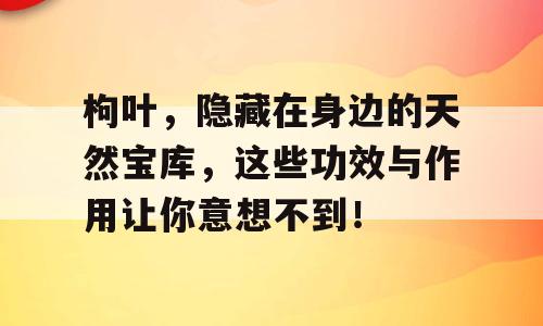 枸叶，隐藏在身边的天然宝库，这些功效与作用让你意想不到！