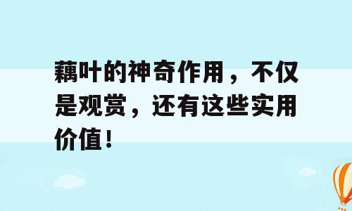 藕叶的神奇作用，不仅是观赏，还有这些实用价值！