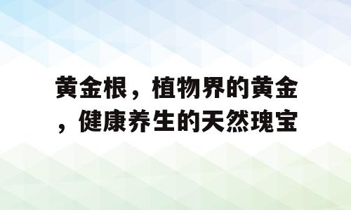 黄金根，植物界的黄金，健康养生的天然瑰宝