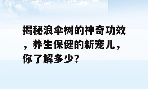 揭秘浪伞树的神奇功效，养生保健的新宠儿，你了解多少？