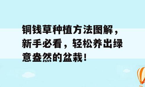 铜钱草种植方法图解，新手必看，轻松养出绿意盎然的盆栽！