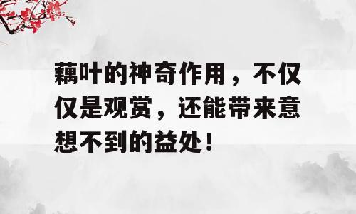 藕叶的神奇作用，不仅仅是观赏，还能带来意想不到的益处！
