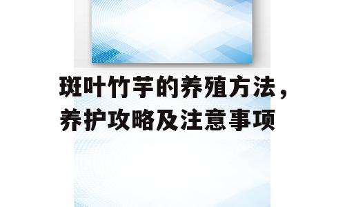 斑叶竹芋的养殖方法，养护攻略及注意事项