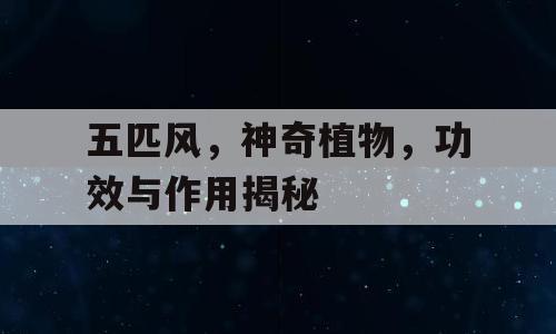 五匹风，神奇植物，功效与作用揭秘