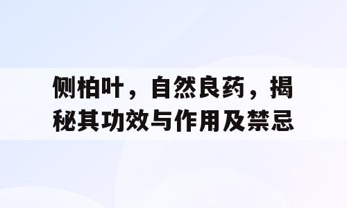 侧柏叶，自然良药，揭秘其功效与作用及禁忌