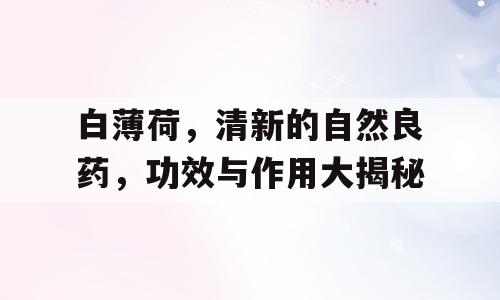 白薄荷，清新的自然良药，功效与作用大揭秘