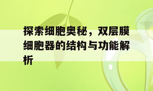 探索细胞奥秘，双层膜细胞器的结构与功能解析