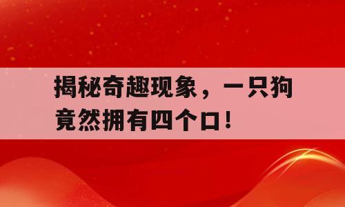 揭秘奇趣现象，一只狗竟然拥有四个口！