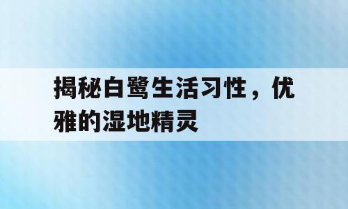 揭秘白鹭生活习性，优雅的湿地精灵