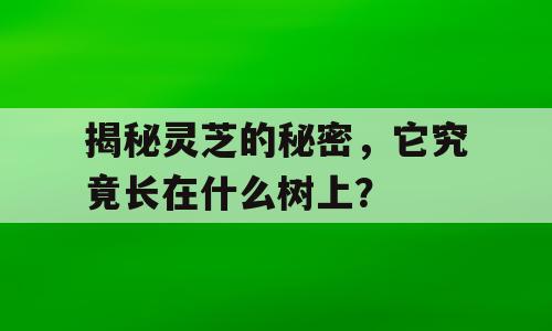 揭秘灵芝的秘密，它究竟长在什么树上？