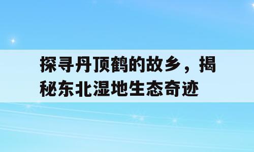 探寻丹顶鹤的故乡，揭秘东北湿地生态奇迹