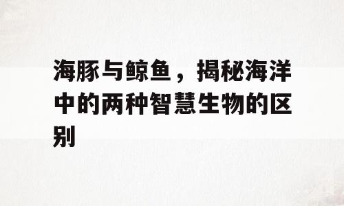 海豚与鲸鱼，揭秘海洋中的两种智慧生物的区别