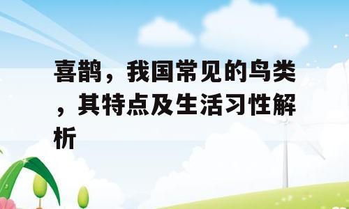 喜鹊，我国常见的鸟类，其特点及生活习性解析