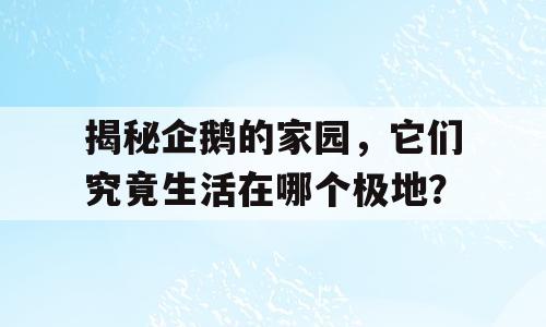 揭秘企鹅的家园，它们究竟生活在哪个极地？