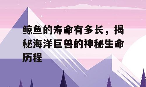 鲸鱼的寿命有多长，揭秘海洋巨兽的神秘生命历程