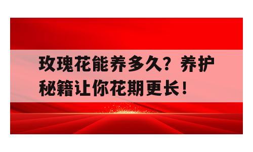 玫瑰花能养多久？养护秘籍让你花期更长！