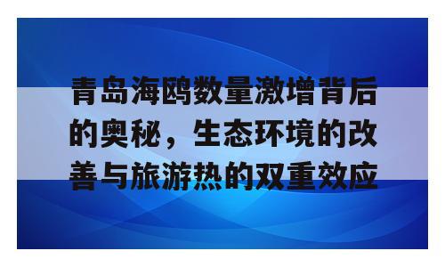 青岛海鸥数量激增背后的奥秘，生态环境的改善与旅游热的双重效应
