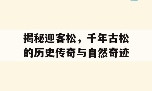 揭秘迎客松，千年古松的历史传奇与自然奇迹