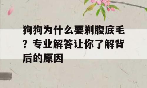狗狗为什么要剃腹底毛？专业解答让你了解背后的原因