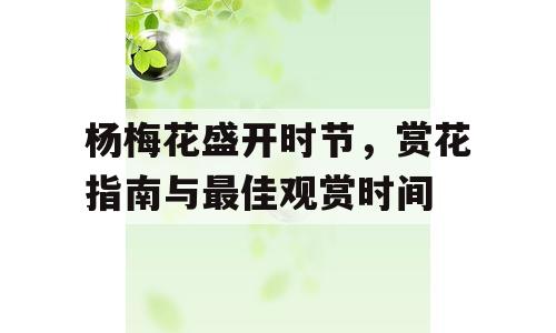 杨梅花盛开时节，赏花指南与最佳观赏时间