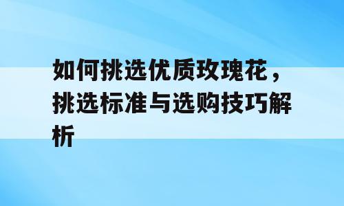 如何挑选优质玫瑰花，挑选标准与选购技巧解析