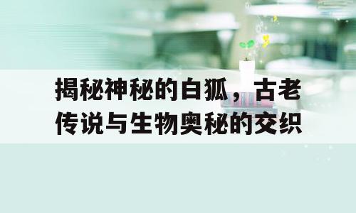 揭秘神秘的白狐，古老传说与生物奥秘的交织