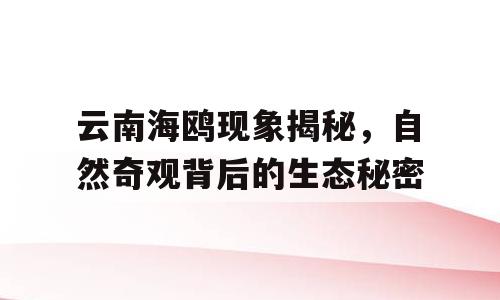 云南海鸥现象揭秘，自然奇观背后的生态秘密