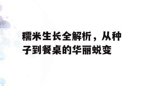 糯米生长全解析，从种子到餐桌的华丽蜕变