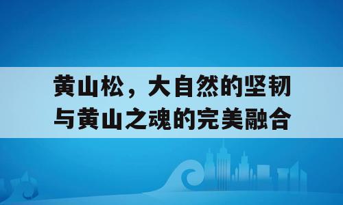 黄山松，大自然的坚韧与黄山之魂的完美融合