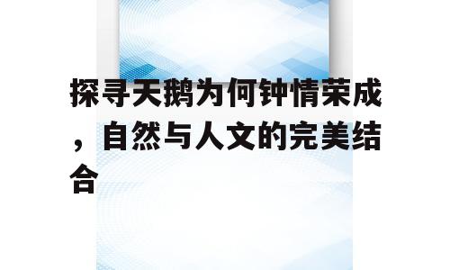 探寻天鹅为何钟情荣成，自然与人文的完美结合