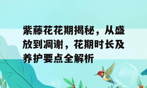 紫藤花花期揭秘，从盛放到凋谢，花期时长及养护要点全解析